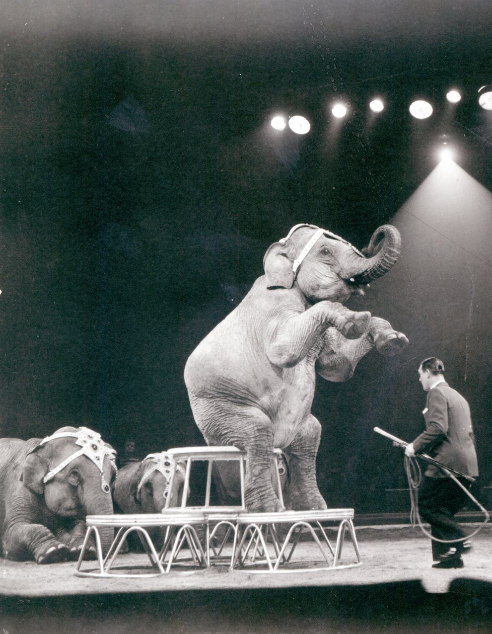 Olifant die optreedt in een circus door Unbekannt Unbekannt