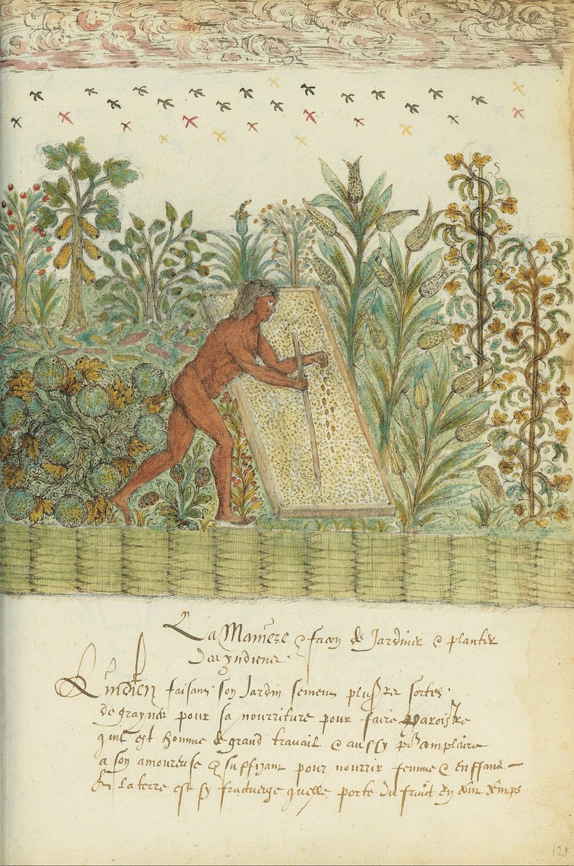 Histoire Naturelle des Indes door Unbekannt Unbekannt