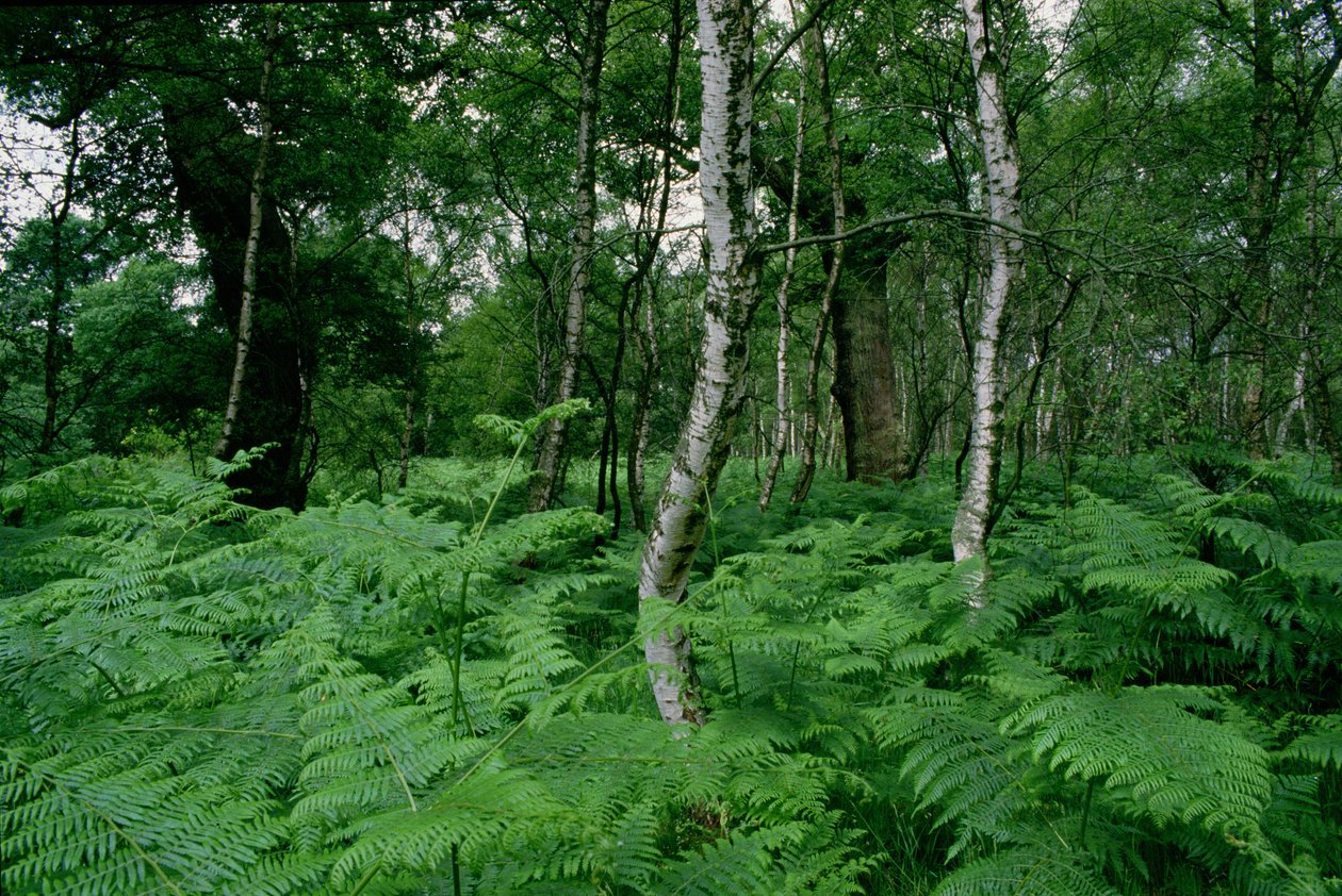 Zilveren berkenbomen en varens, Sherwood Forest door Unbekannt Unbekannt