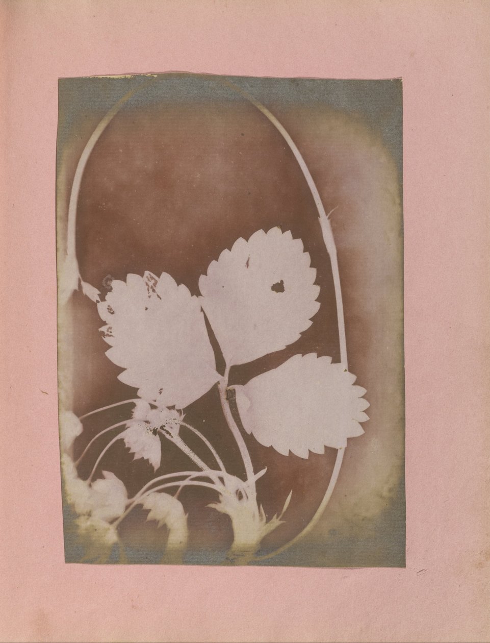 Onbekende maker, Brits, actief in India rond 1843 - (Plantentak met bladeren en bloemen) door Unbekannt Unbekannt