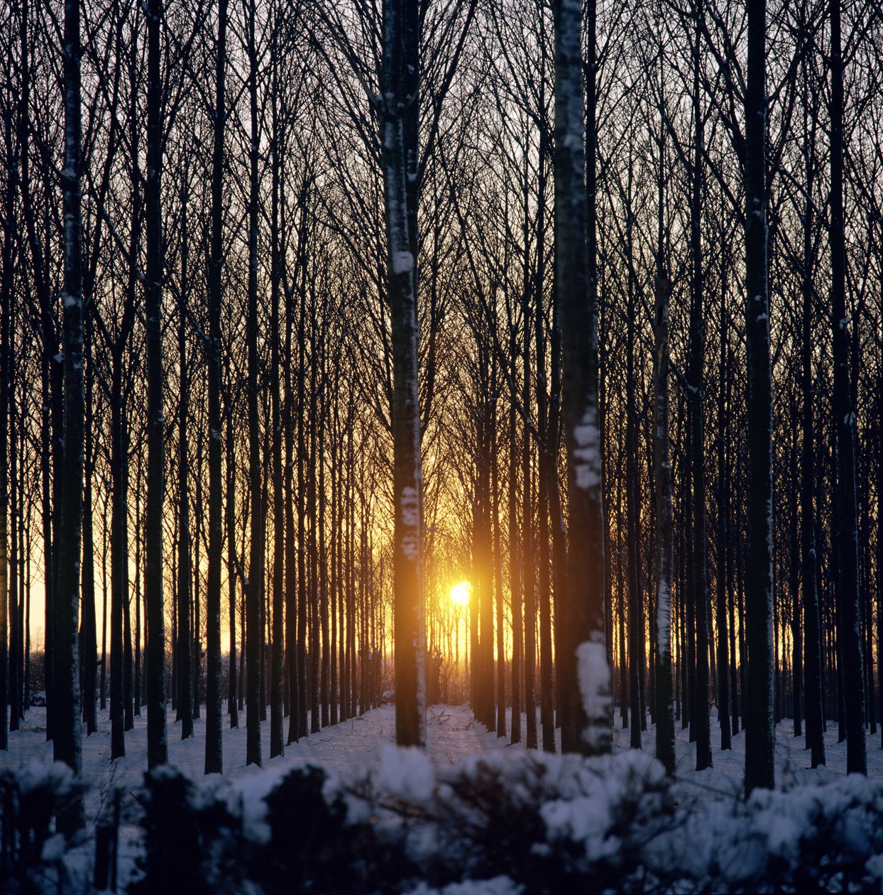 Winterzonsondergang door de bomen, North Benfleet, Essex door Unbekannt Unbekannt