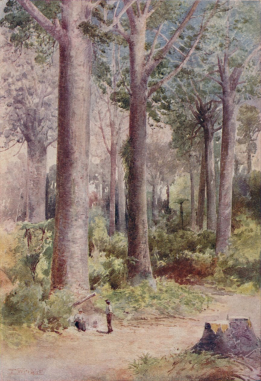 Een Kauri Bos, 1923 door Unbekannt