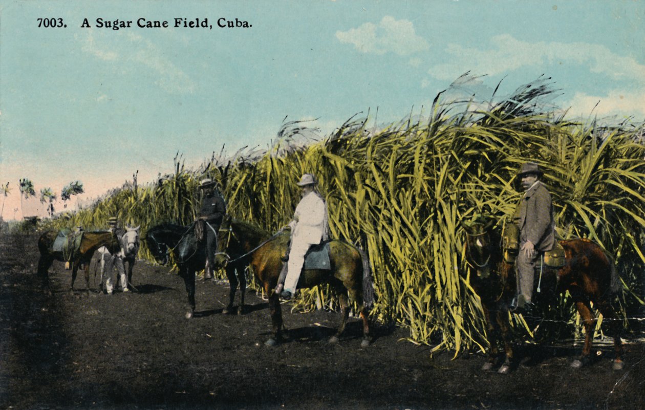 Een suikerrietveld, Cuba door Unbekannt