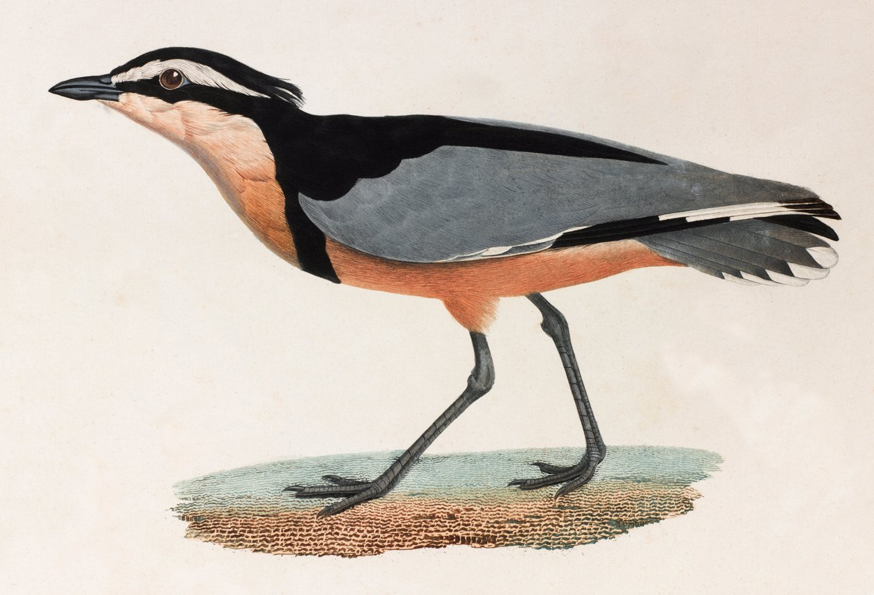 Een kleurenillustratie van een vogel door Unbekannt