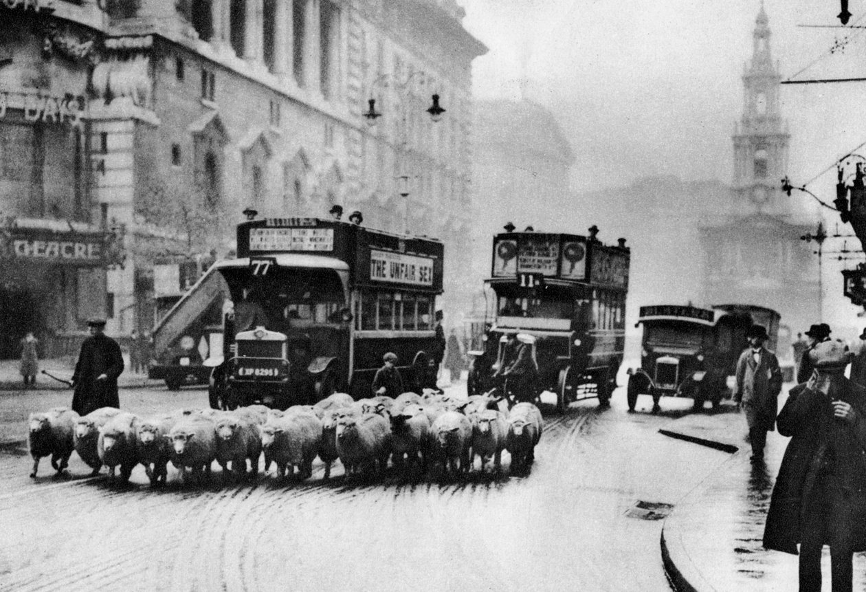 Een kudde schapen op de Strand, Londen, 1926-1927 door Unbekannt
