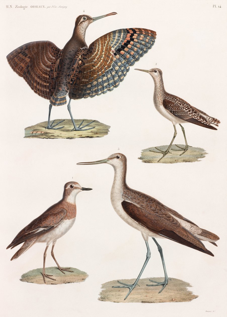Een volledige pagina met kleurenillustraties van vogels door Unbekannt