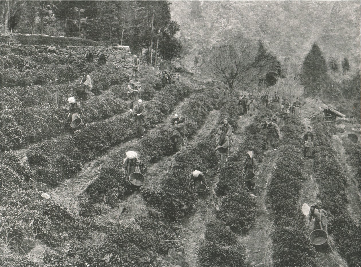 Een theeplantage buiten de stad, Kobe, Japan, 1895 door Unbekannt