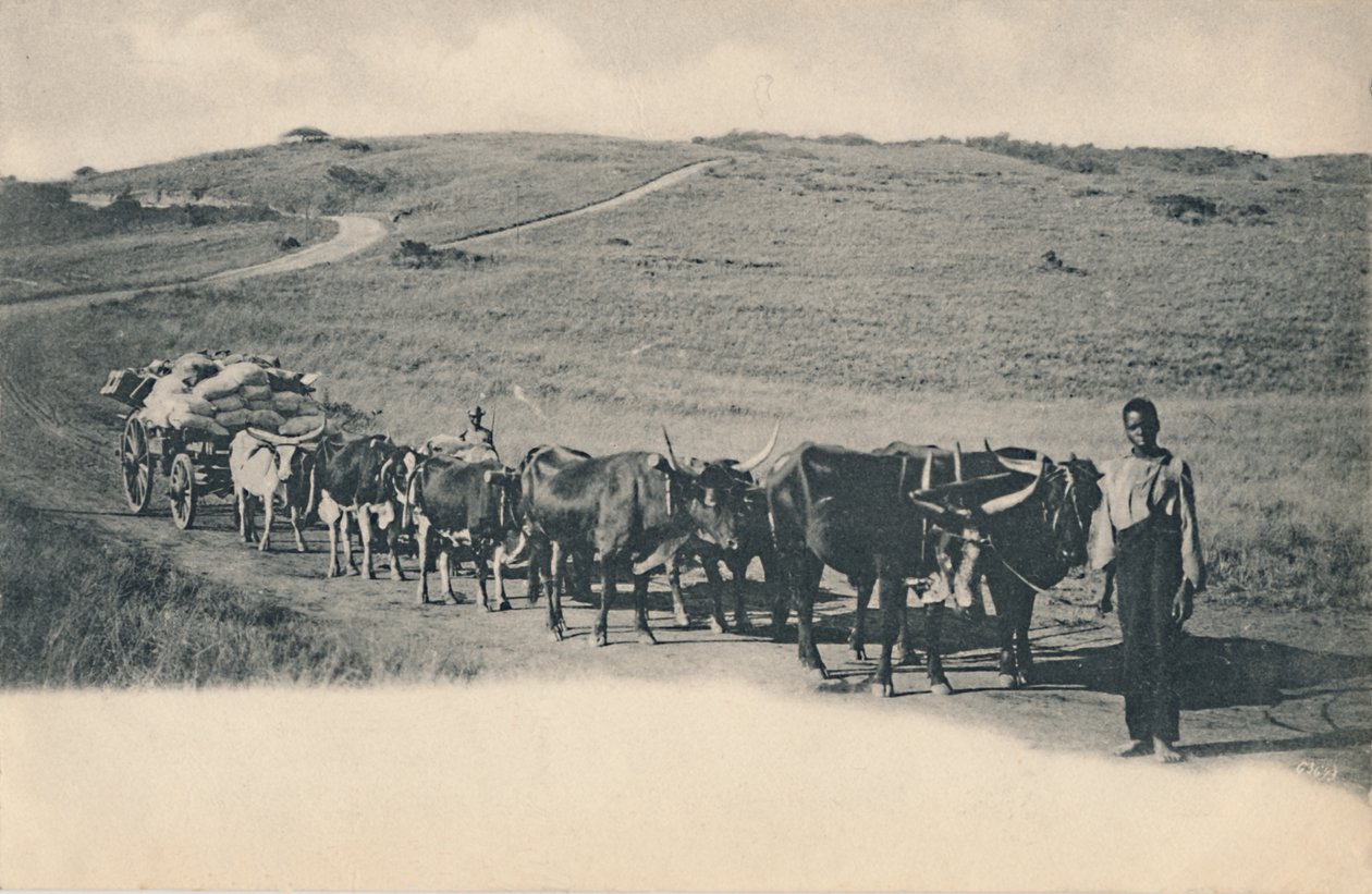 Een typische ossenwagen - Zuid-Afrika, begin 20e eeuw door Unbekannt