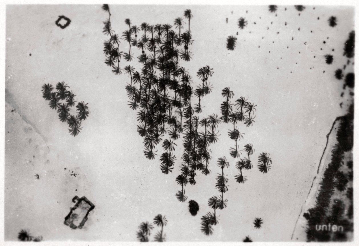 Luchtfoto van palmenschaduwen in de Arabische woestijn, vanuit een Zeppelin, 1931-1933 door Unbekannt