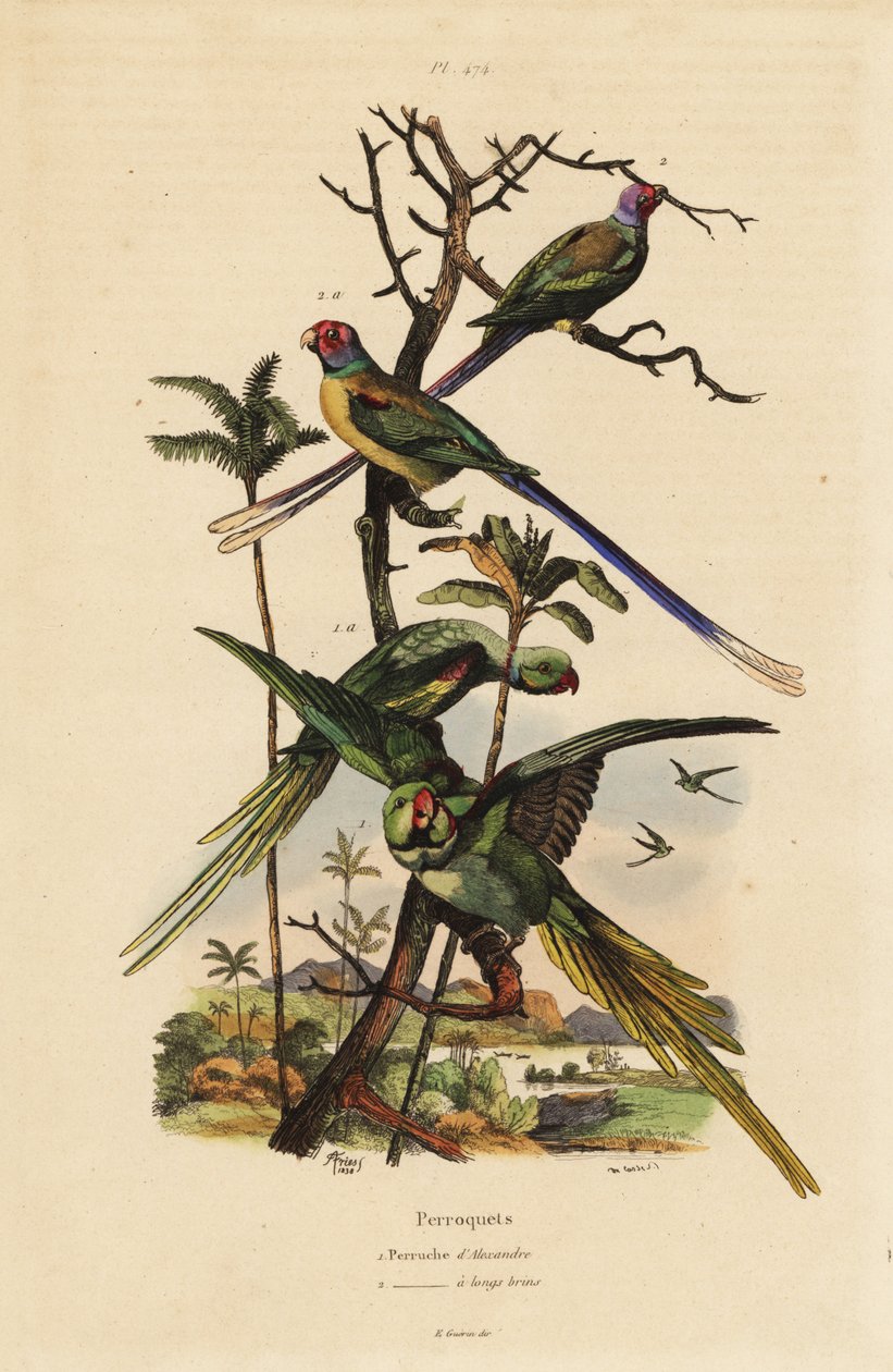Alexandrijnse parkiet, Psittacula eupatria, en langstaartparkiet, Psittacula longicauda door Unbekannt