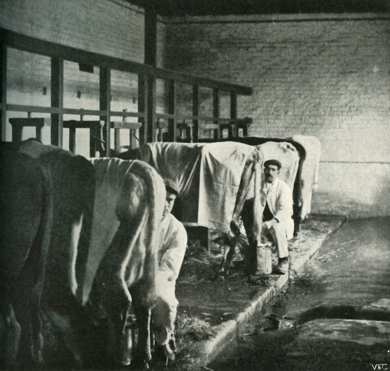 Een moderne melkstal op de Walker-Gordon boerderij, 1902 door Unbekannt