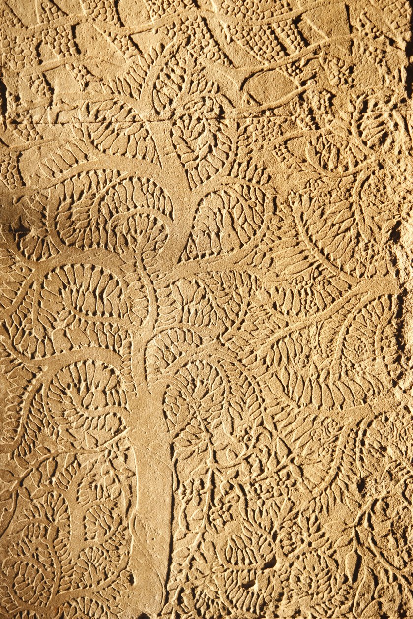 Angkor Wat, gebeeldhouwd detail op muur, boom, Siem Reap, Cambodja door Unbekannt