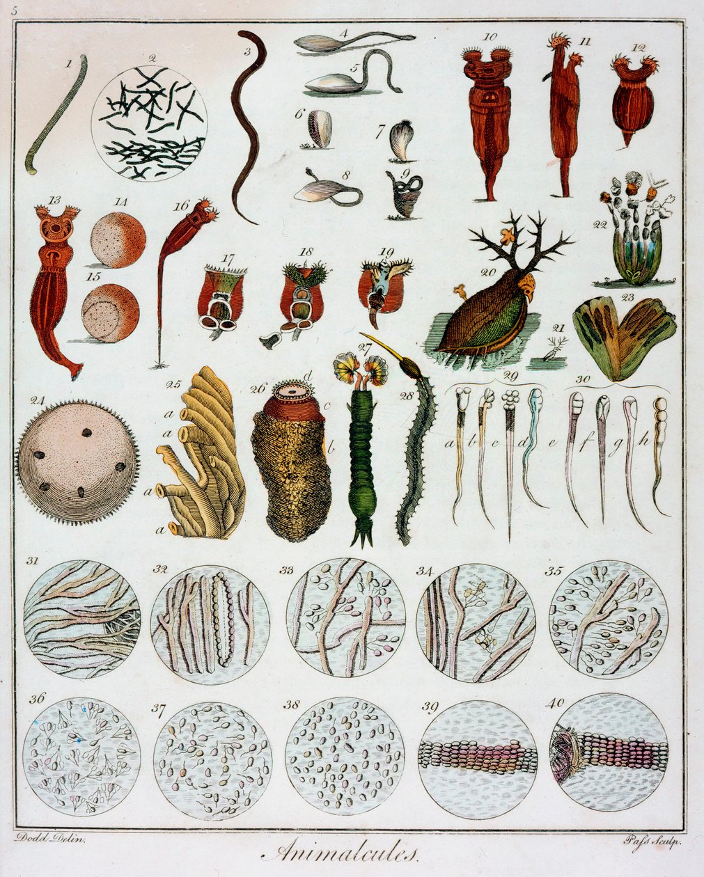 Animalcules waargenomen door Anton van Leeuwenhoek door Unbekannt