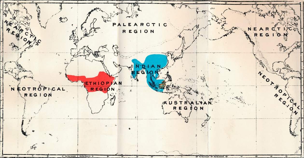 Anthropoidea - Kaartverdeling Genera Semnopithecus Blauw, Nasalis Bruin, Colobus Rood, 1897 door Unbekannt
