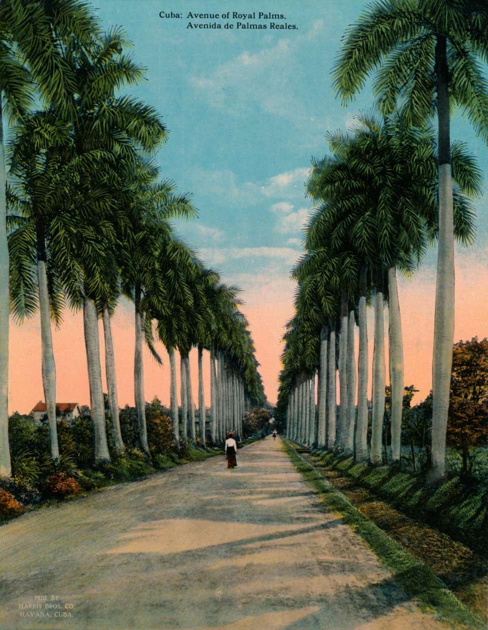 Laan van koninklijke palmen, Cuba, ca. 1920 door Unbekannt
