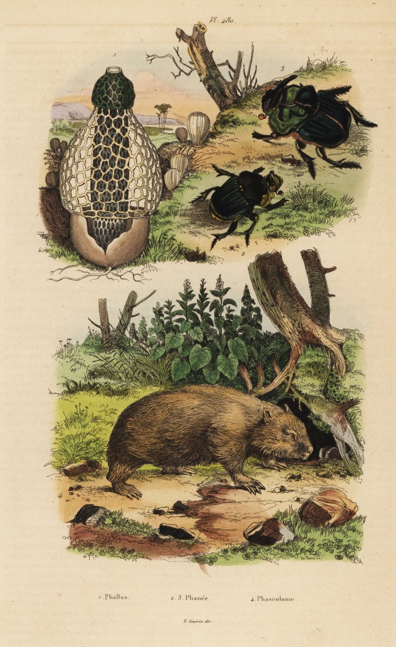 Bamboezwam, Phallus indusiatus 1, mestkevers, Coprophanaeus ensifer 2 en Diabroctis mimas 3, en gewone wombat, Vombatus ursinus 4 door Unbekannt