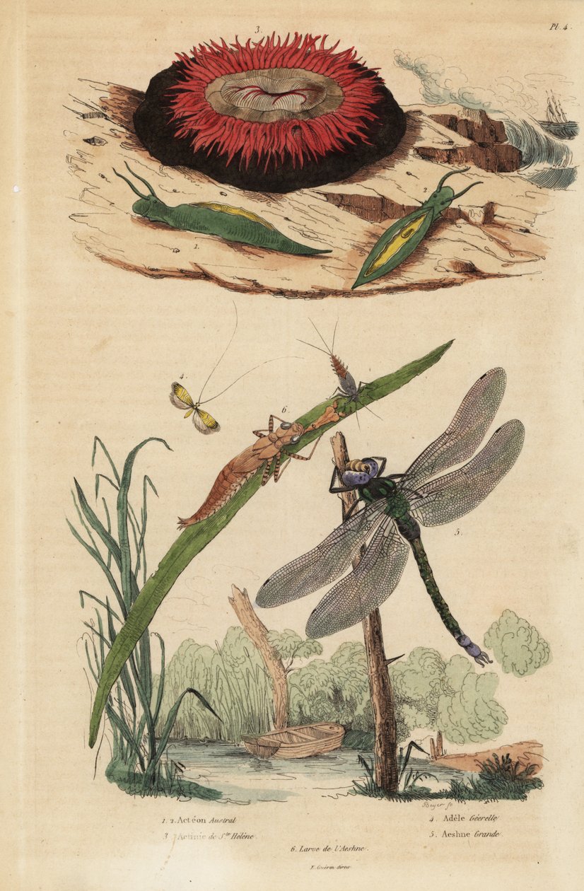 Tonbubbel slak, Acteon tormatilis 1, kraalanemoon, Actinia equina 2, geelgestreepte langhoorn, Nemophora degeerella 3, bruine glazenmaker, Aeshna grandis 4 door Unbekannt