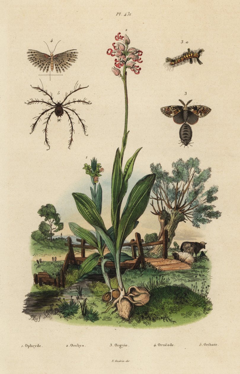 Bijenorchidee, Ophrys apifera, aaporchidee, Orchis simia, roestige stippelmot, Orgyia antiqua, twintigpluimmot, Alucita hexadactyla, en Oribata geniculata mijt door Unbekannt