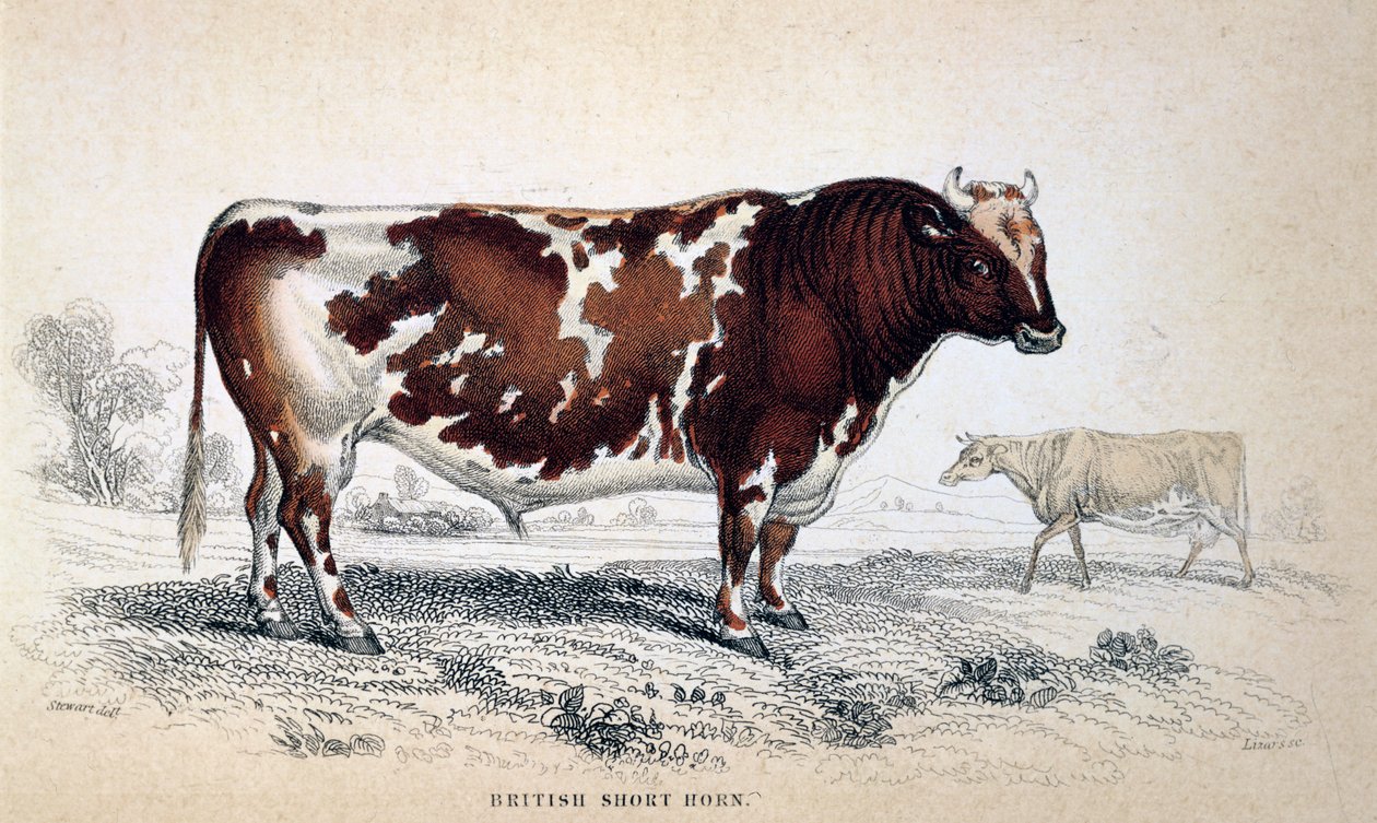 Britse Korthoorn, 1839 door Unbekannt