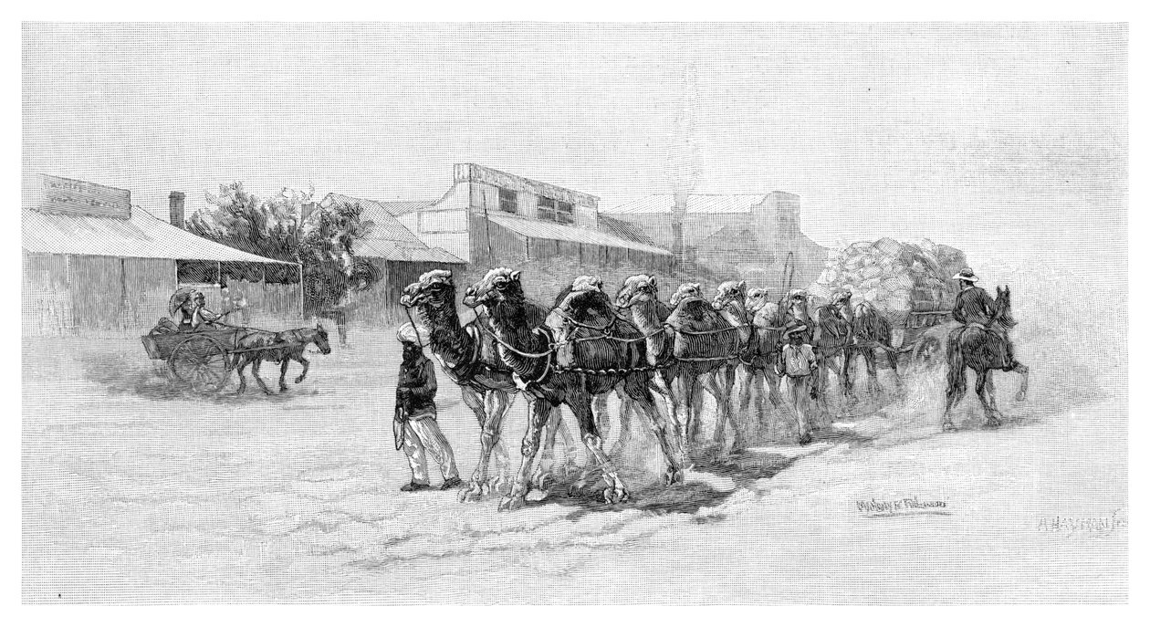 Kameelteam, Wilcannia, New South Wales, Australië, 1886 door Unbekannt