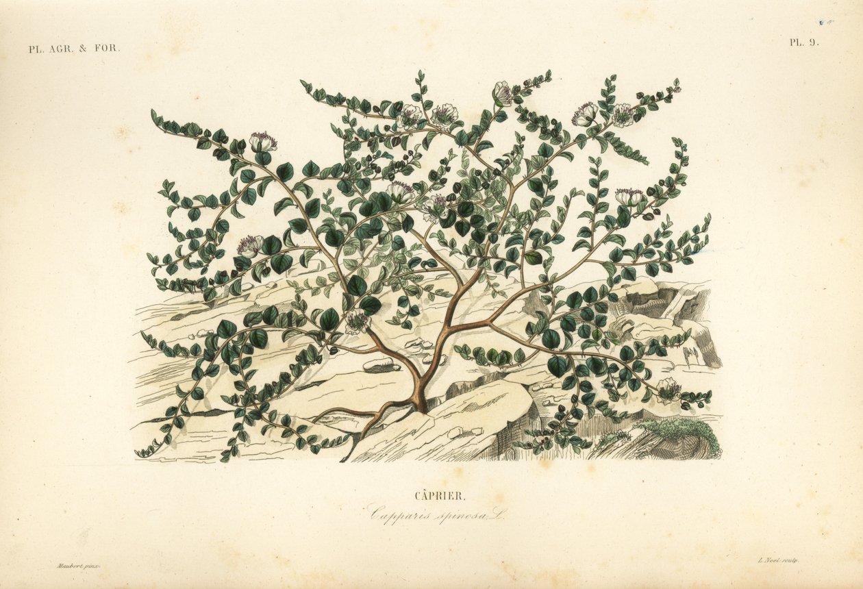 Kappertjesstruik of Flinders roos, Capparis spinosa door Unbekannt