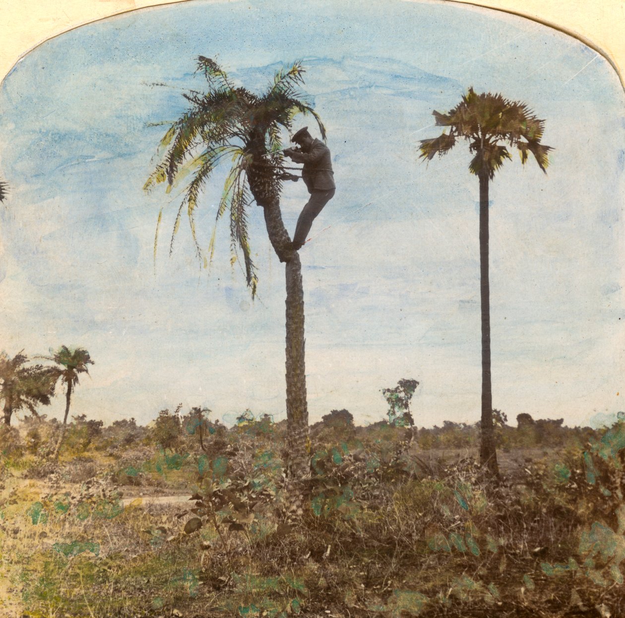Kapitein Osman schietend vanuit een boom met behulp van riemen, India, 1900s door Unbekannt