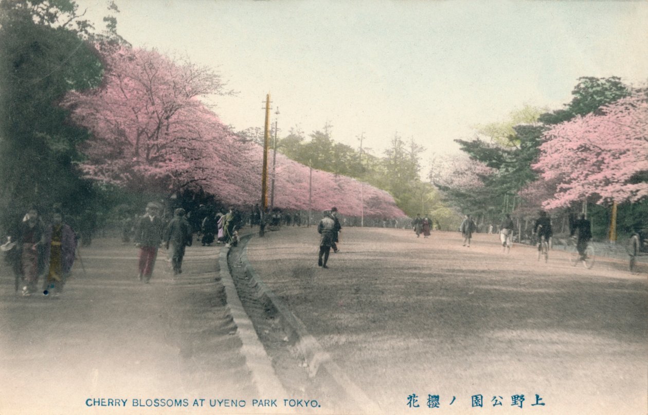 Kersenbloesems in Uyeno Park Tokio, ca. 1910 door Unbekannt