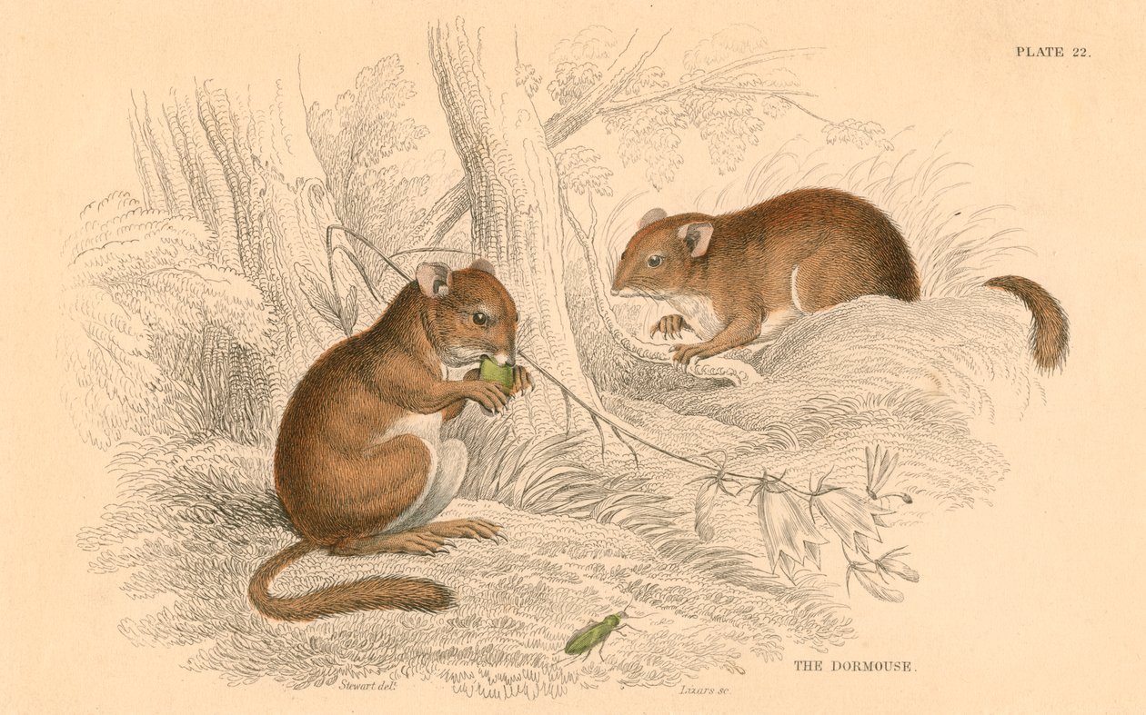 Hazelmuis Muscardinus arvellanarius, winterslapende knaagdier, 1828 door Unbekannt
