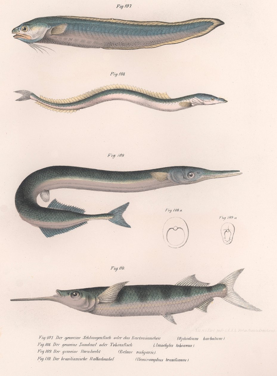 Gewone slangvis. Gewone zandspiering. Gewone Hornhecht. Braziliaanse halfbek, ca. 1850s door Unbekannt
