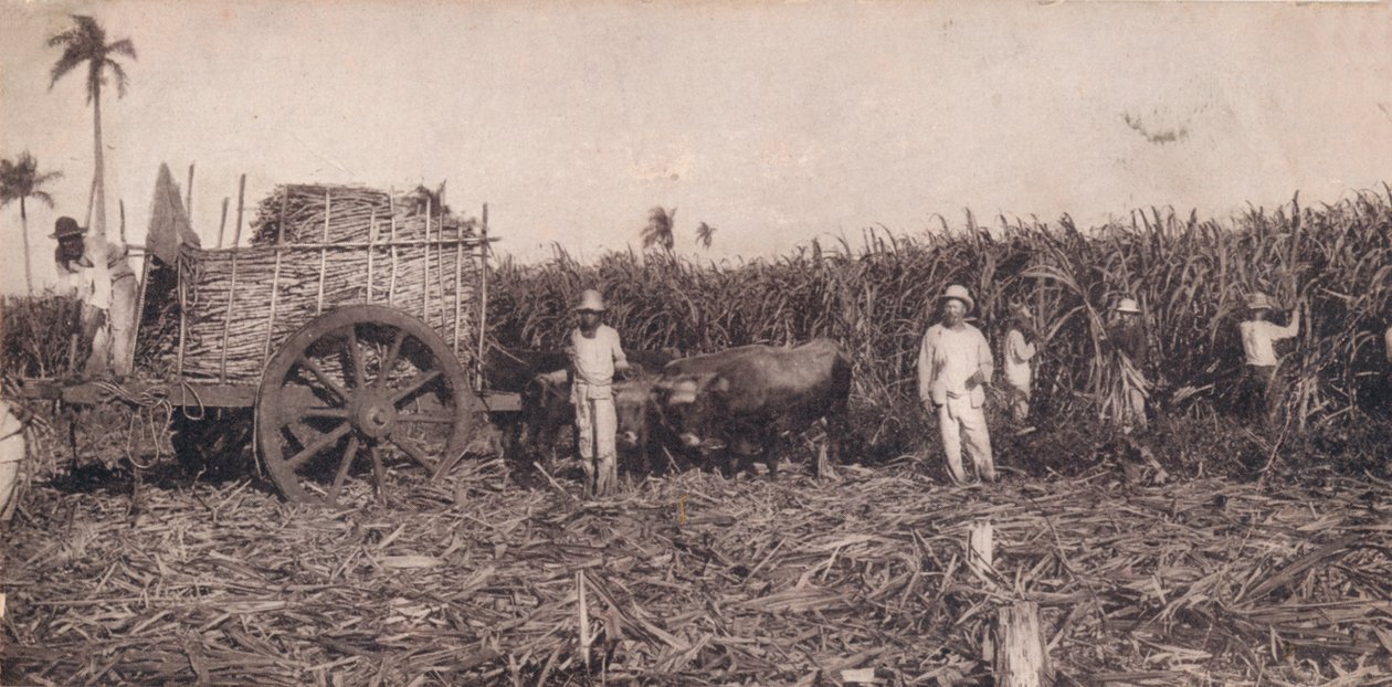Corte de Canna. - Suikerriet oogsten. Cuba, ca. 1900 door Unbekannt