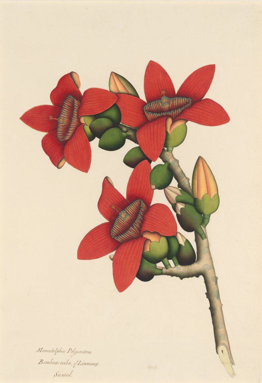 Katoenboom bloemen, ca. 1800-1805 door Unbekannt