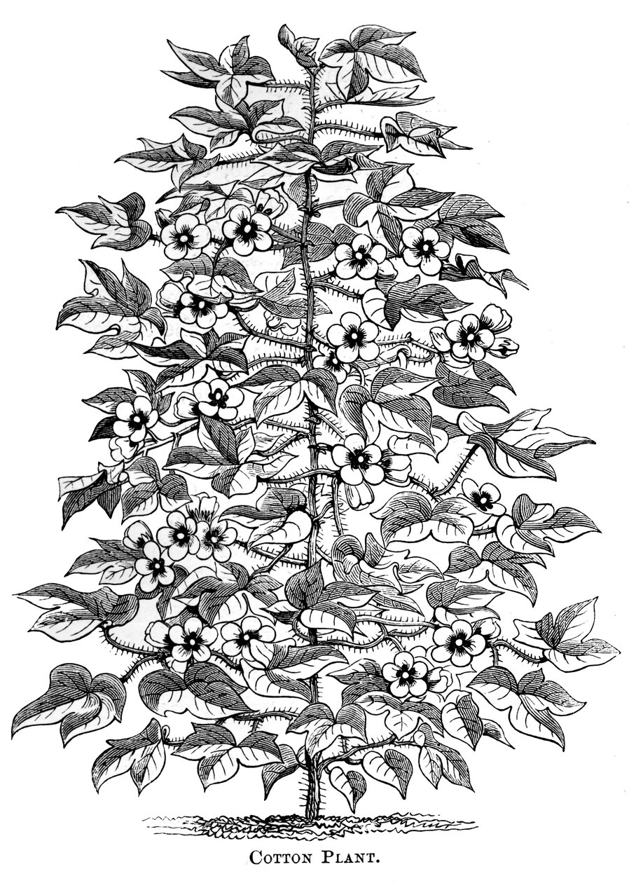 Katoenplant, ca. 1880 door Unbekannt