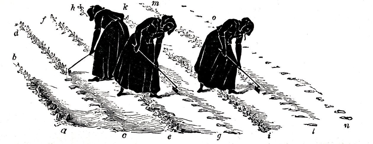 Vruchtwisseling: vrouwen die rapen uitdunnen, 1855 door Unbekannt