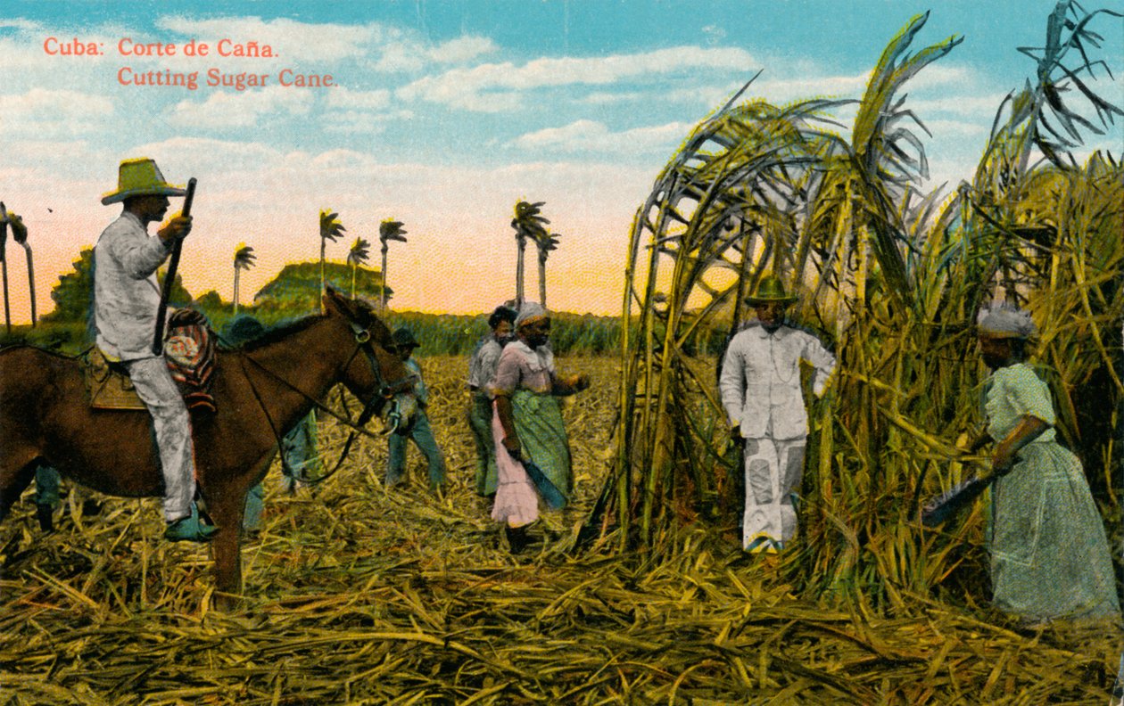 Cuba: Corte de Cana. Suikerriet snijden, ca. 1910 door Unbekannt