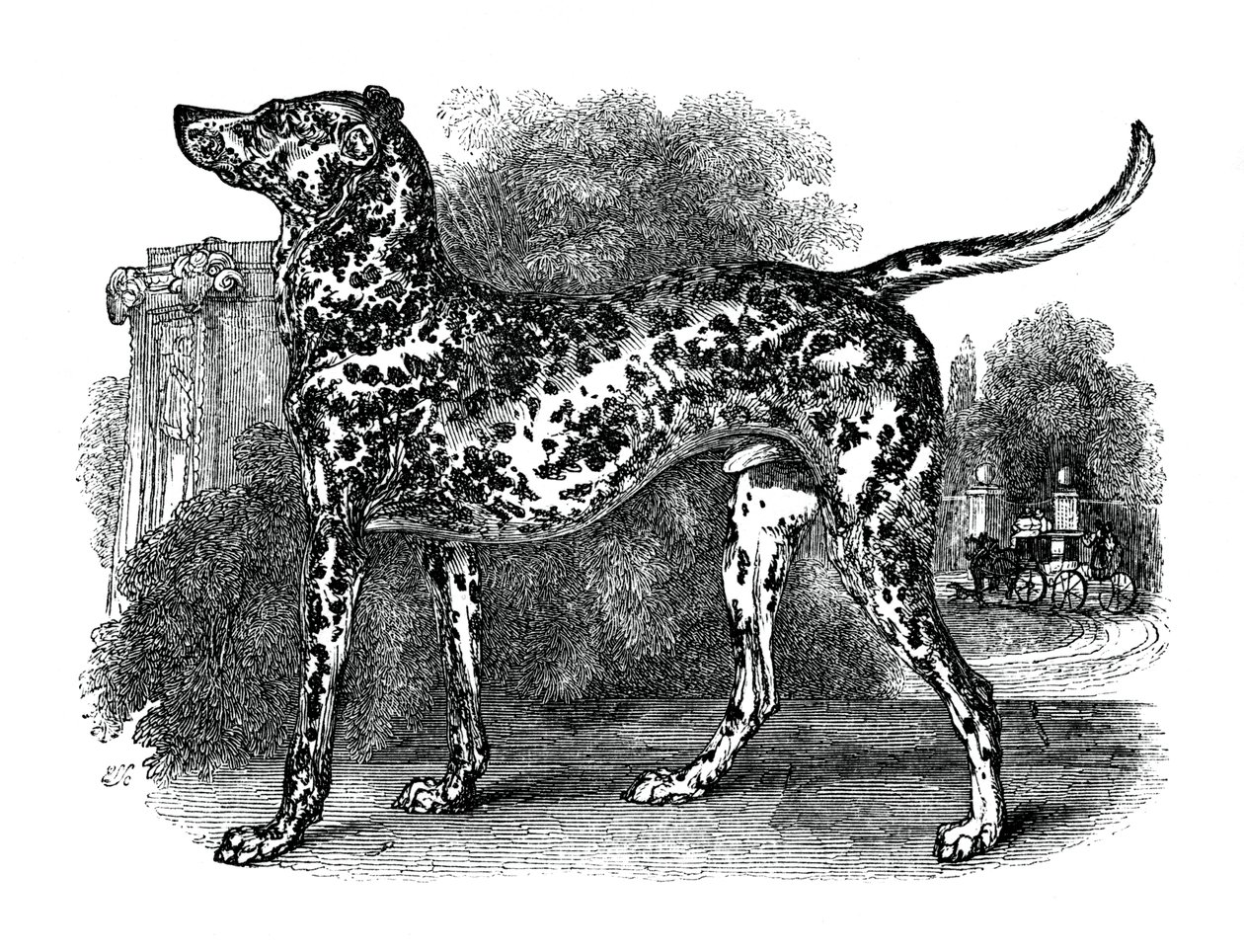 Dalmatische hond, 1848 door Unbekannt