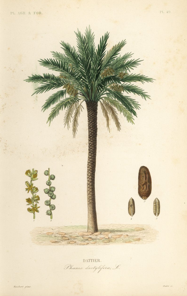 Dadelpalm, Phoenix dactylifera, Dattier door Unbekannt