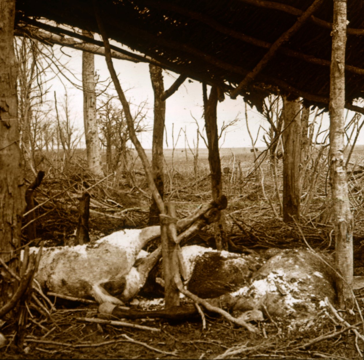 Dode paarden, Verdun, Noord-Frankrijk, ca. 1914-ca. 1918 door Unbekannt