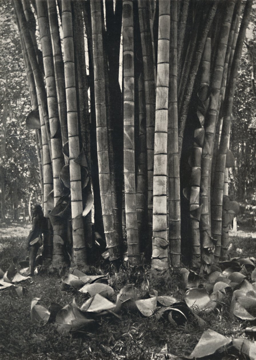 Het onderste deel van de stengels van een reuzenbamboeplant in Peradeniya, 1926 door Unbekannt