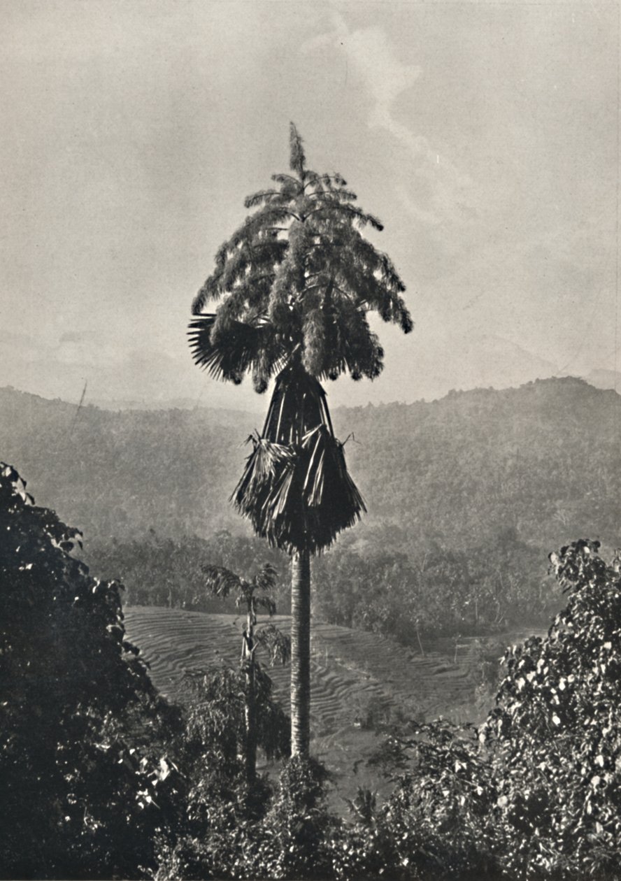 De Talipotpalm Corypha umbracalifera in bloei, 1926 door Unbekannt