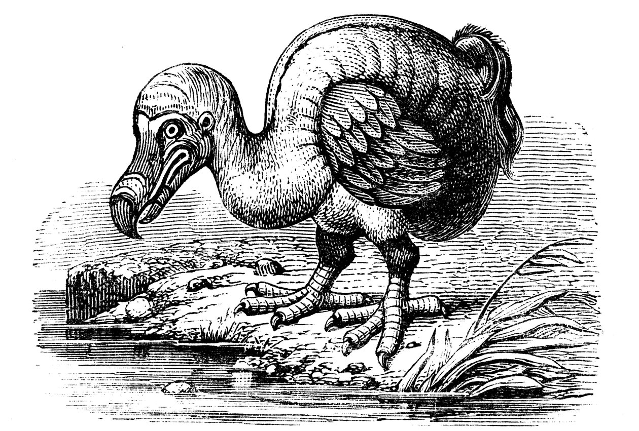 Dodo, 1884 door Unbekannt
