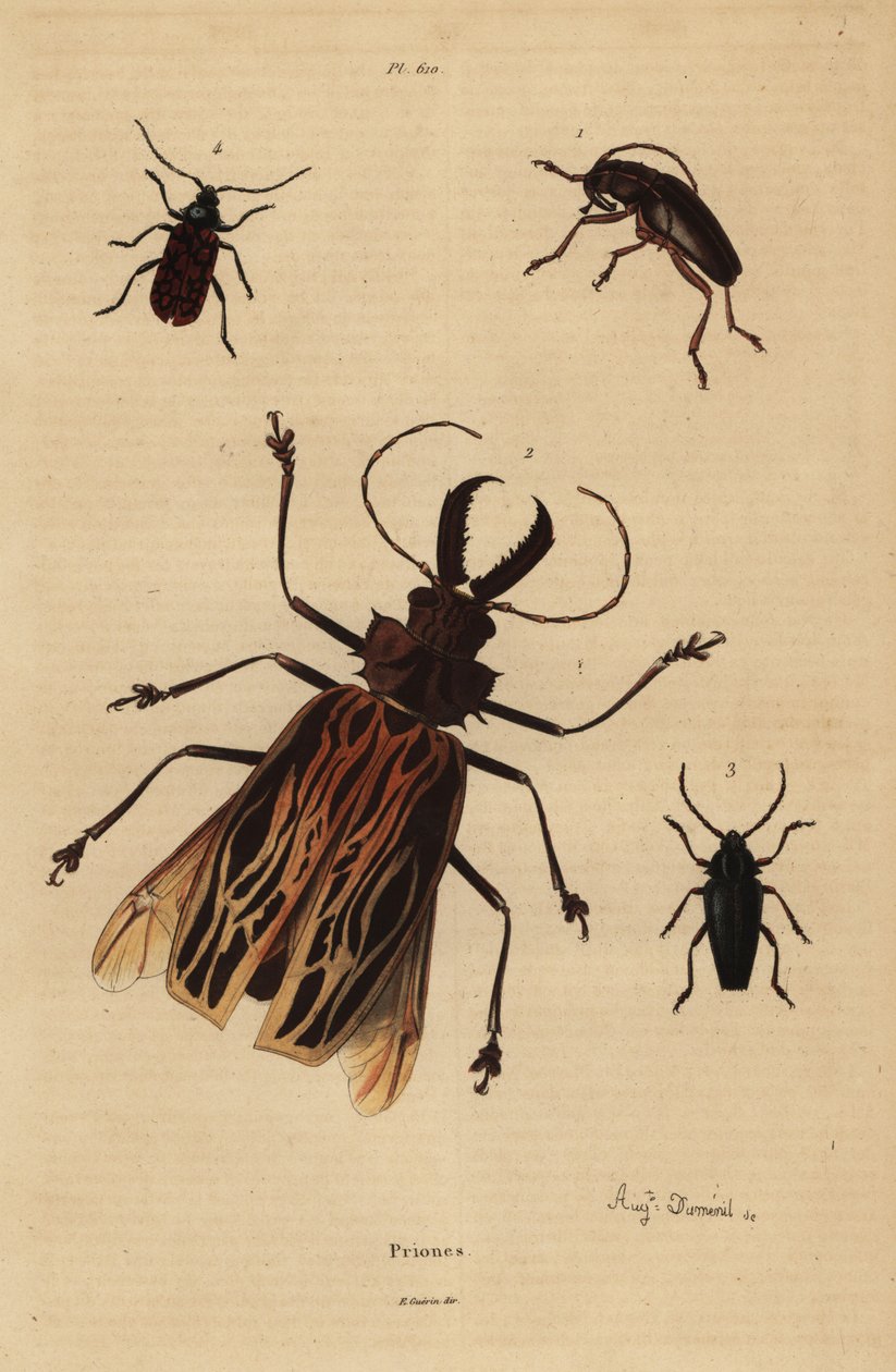 Dorysthenes paradoxus, Macrodontia cervicornis, kwetsbaar, Elateropsis lineatus en Prionus versicolor door Unbekannt