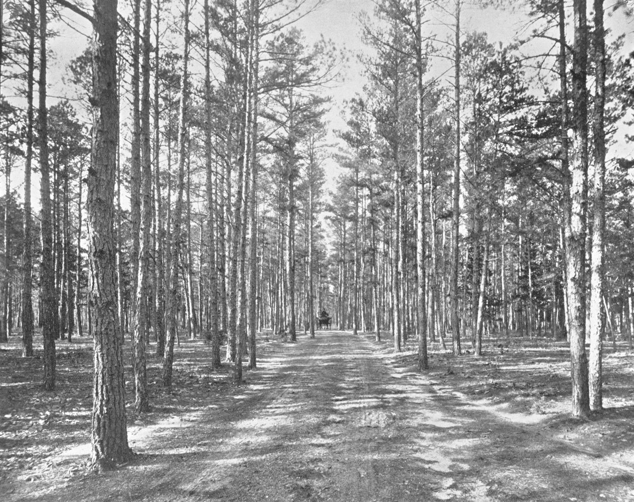 Rit in Piney Woods Park, Lakewood, New Jersey, VS, ca. 1900 door Unbekannt