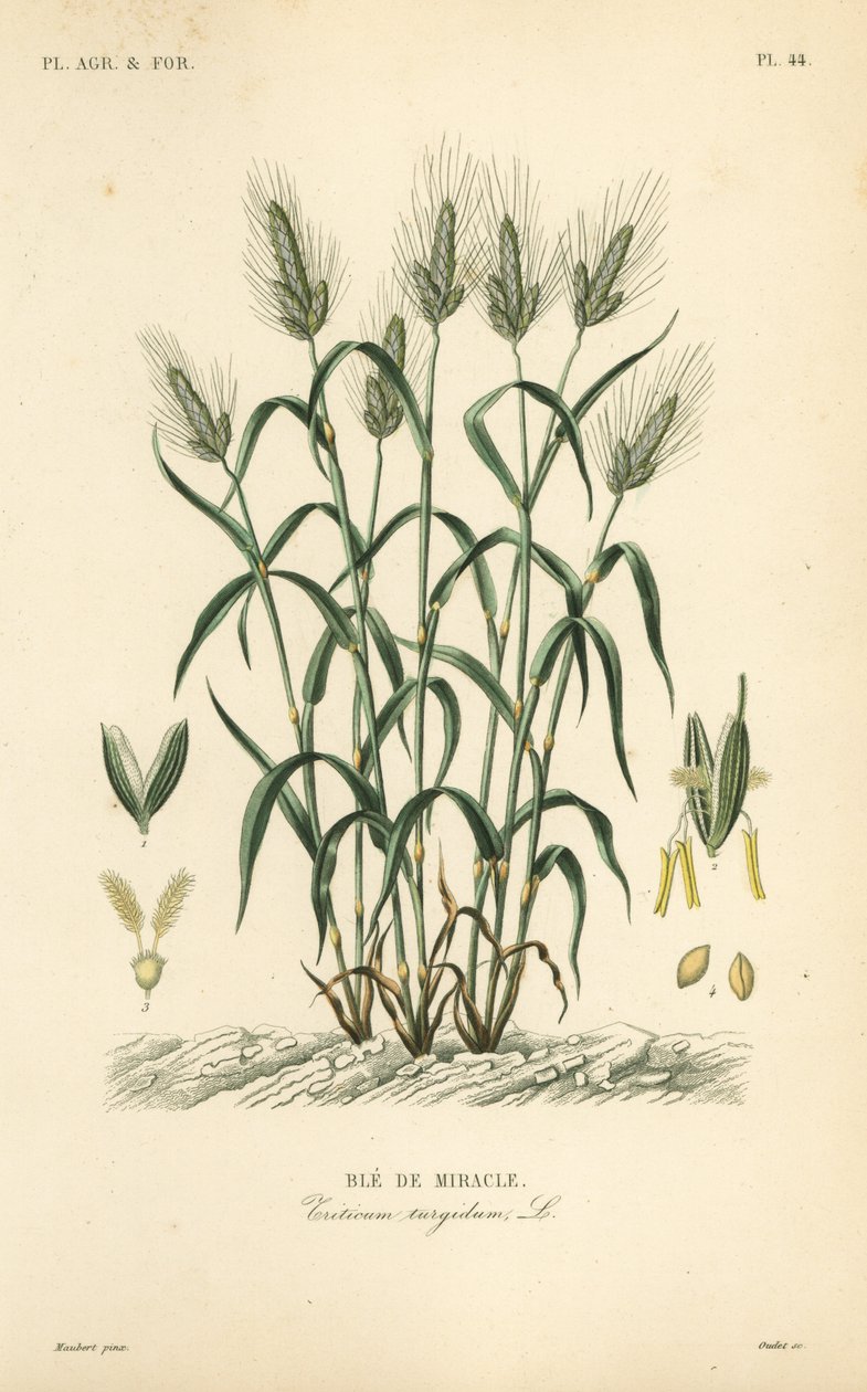 Durumtarwe, pastatarwe of maraconitarwe, Triticum turgidum, Ble de miracle door Unbekannt