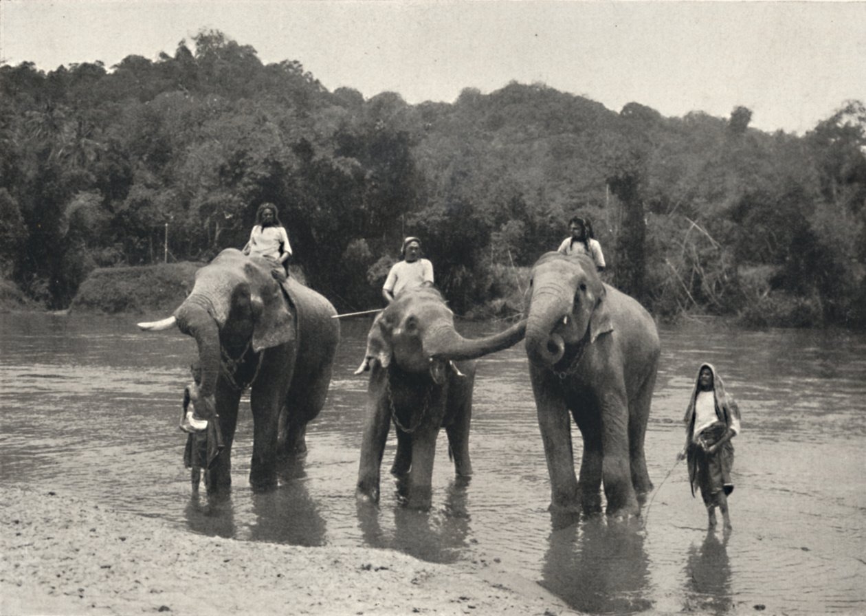 Olifanten in bad Mahaaliganga door Unbekannt