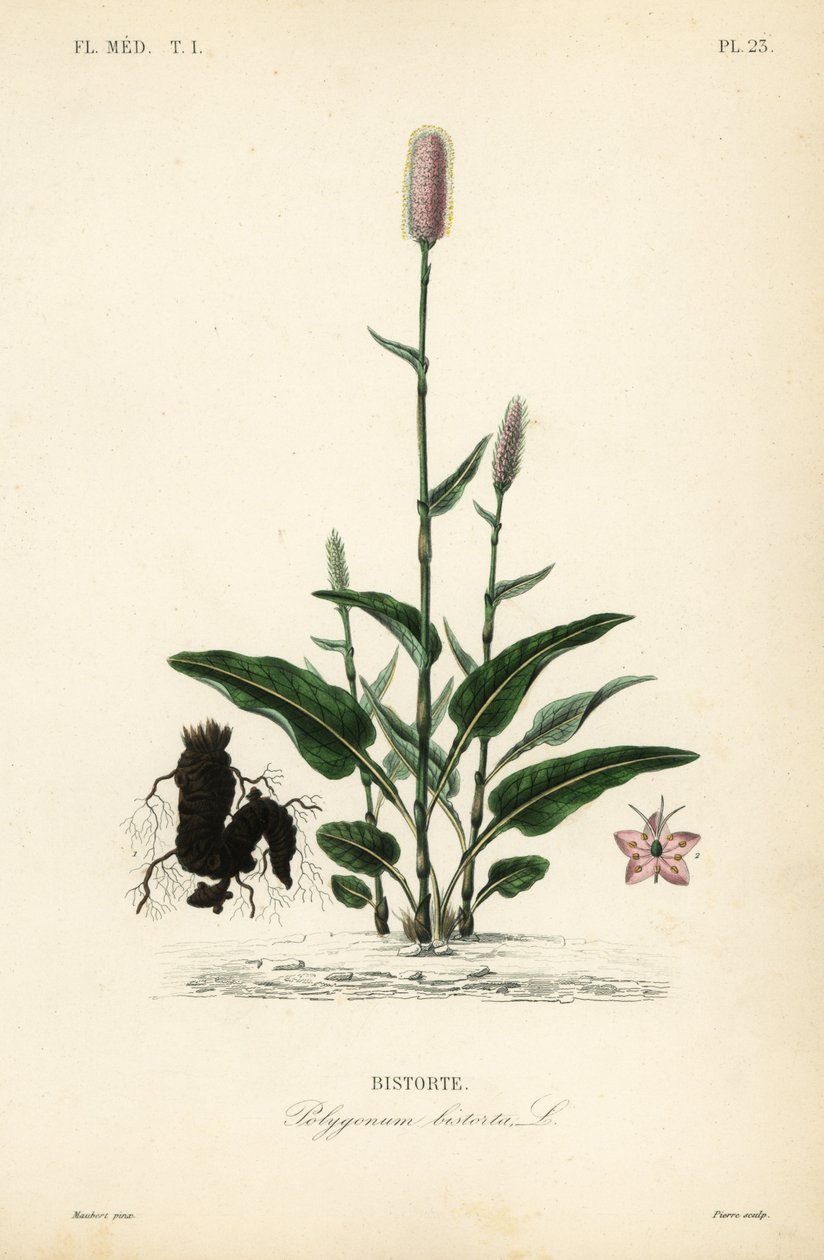 Europese adderwortel, Persicaria bistorta door Unbekannt