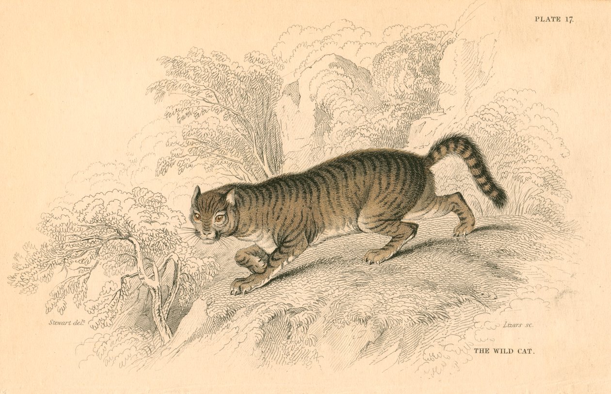 Europese wilde kat Felis silvestris door Unbekannt