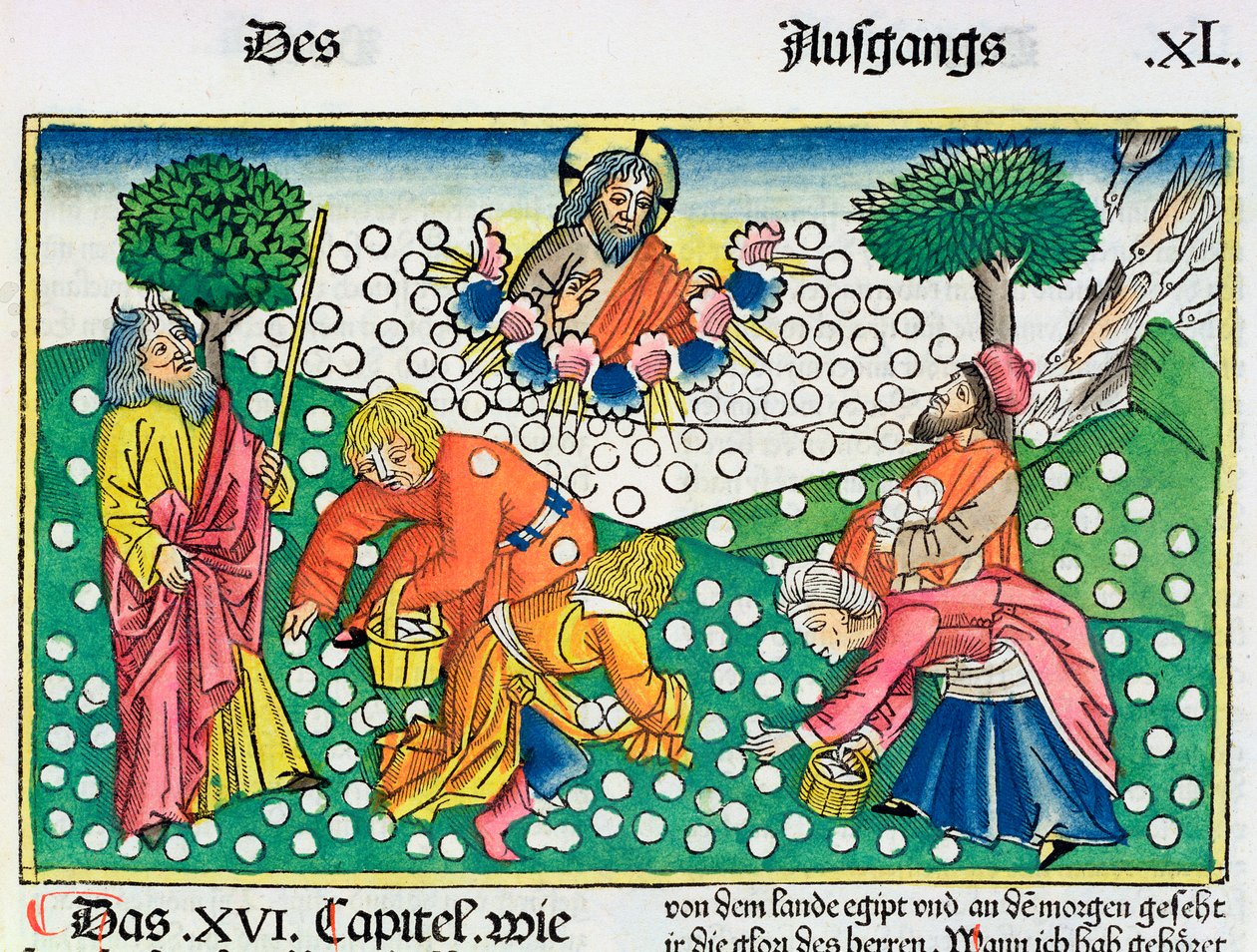 Exodus 16:13-22: God voorziet de Israëlieten van kwartels en manna door Unbekannt