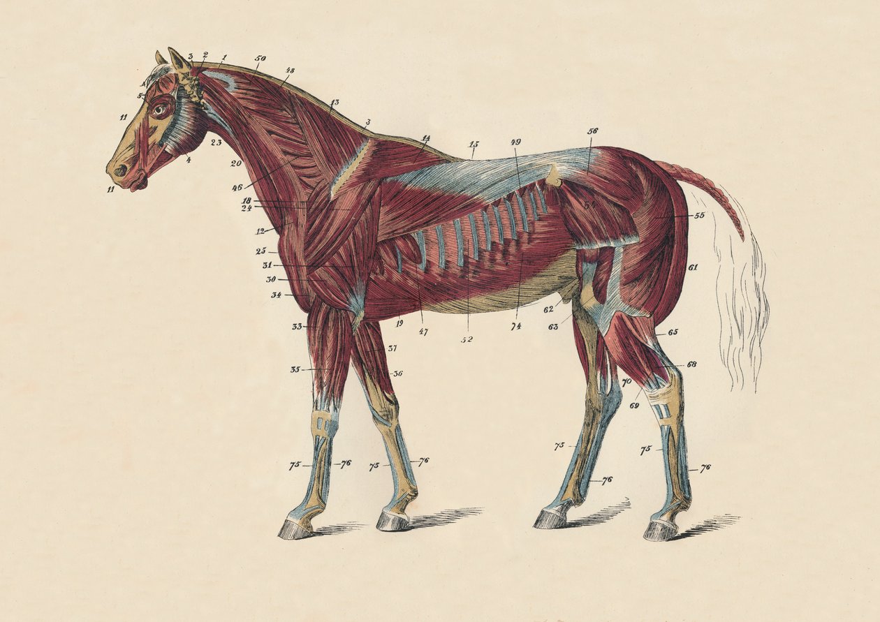 Externe spieren en pezen van het paardenlichaam, c1879 door Unbekannt