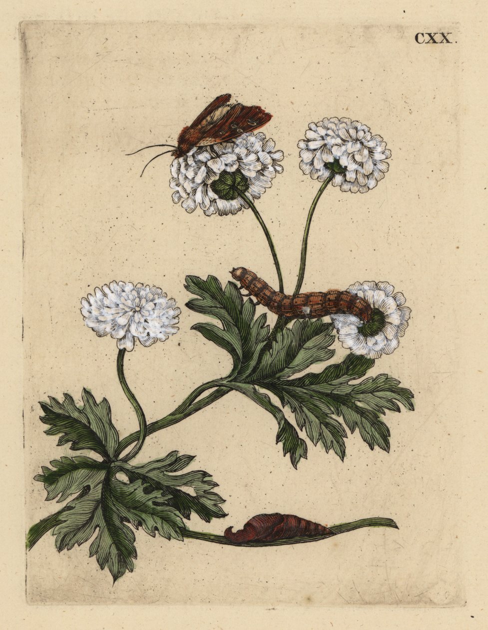 Moederkruid, Tanacetum parthenium, met mot, rups en pop door Unbekannt