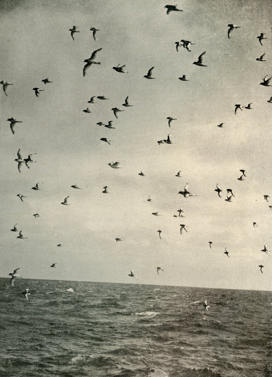 Vlucht van Antarctische stormvogels door Unbekannt